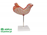 model mięśni ludzkich z podwójną płcią na metalowym stojaku, 45 części - 3b smart anatomy kat. 1013881 b50 3b scientific modele anatomiczne 14